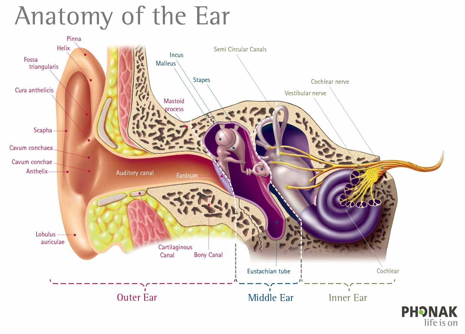Find out more about hearing loss and how Audio Spec in Heidelberg can help